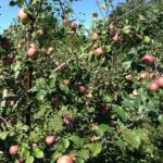 Apple Picking - Saturday Drive - 9/7/2013