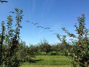 Apple Picking - Saturday Drive - 9/7/2013