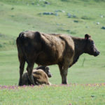 2-Year Wedding Anniversary Adventure in Cambria