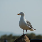 2-Year Wedding Anniversary Adventure in Cambria